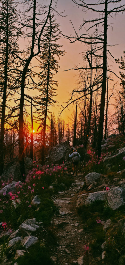 Sunset in dead woods
